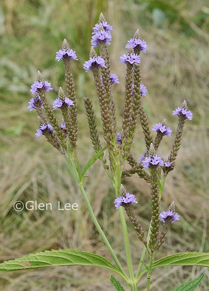 Verbena hastata photos Saskatchewan Wildflowers